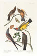 Tyrann des Arkansas Tyrann mit gegabeltem Schwanz - John James Audubon — Ansicht des Kunstwerks