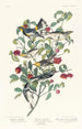 Paruline d'Audubon Paruline solitaire Paruline à gorge grise - John James Audubon — Ansicht des Kunstwerks