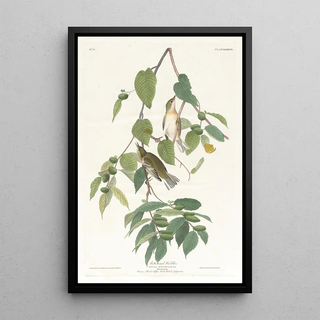 John James Audubon - Autumnal warbler.webp