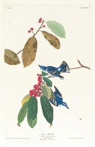 John James Audubon - Azure warbler.webp