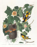Oriole de Baltimore - John James Audubon — Ansicht des Kunstwerks