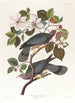 Taube mit gestreifter Schwanz - John James Audubon — Ansicht des Kunstwerks