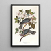 Taube mit gestreifter Schwanz - John James Audubon — gerahmtes Bild an der Wand