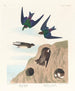 Hirondelle de rivage Hirondelle violette-verte - John James Audubon — Ansicht des Kunstwerks