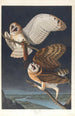 Effraie des clochers - John James Audubon — Ansicht des Kunstwerks