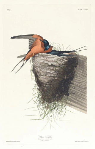 John James Audubon - Barn swallow.webp