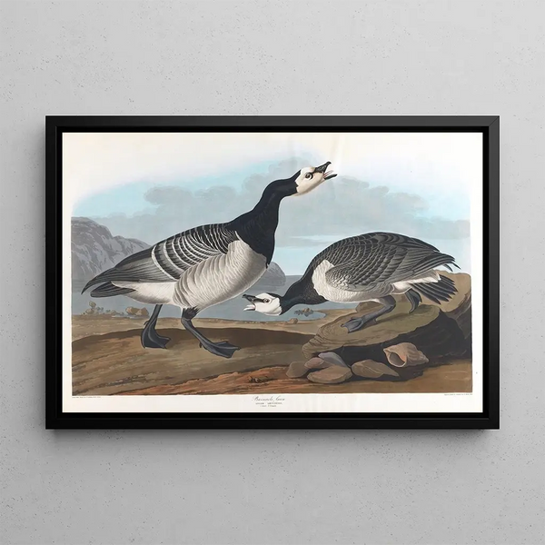 Gans - John James Audubon — gerahmtes Bild an der Wand