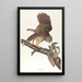 Eulenschwarm - John James Audubon — gerahmtes Bild an der Wand