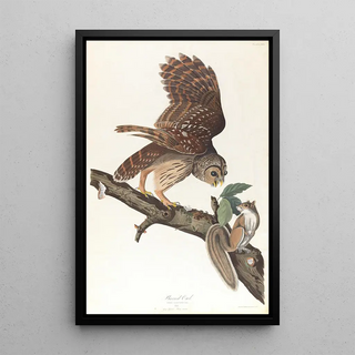 John James Audubon - Barred owl.webp
