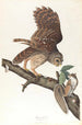 Eulenschwarm - John James Audubon — Ansicht des Kunstwerks