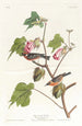 Paruline à poitrine baie - John James Audubon — Ansicht des Kunstwerks