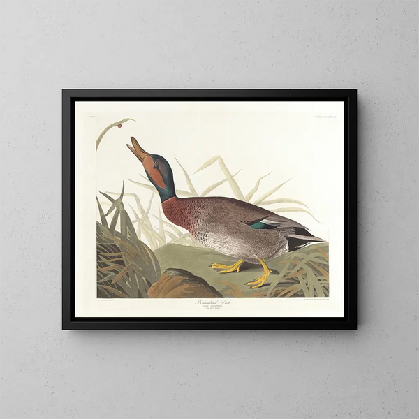 Kanadagans mit Flecken - John James Audubon — gerahmtes Bild an der Wand