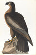 Vogel von Washington - John James Audubon — Ansicht des Kunstwerks