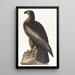 Vogel von Washington - John James Audubon — gerahmtes Bild an der Wand