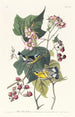 Paruline noire et jaune - John James Audubon — Ansicht des Kunstwerks