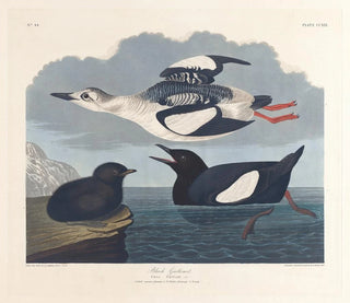 Guillemot noir - John James Audubon — Ansicht des Kunstwerks