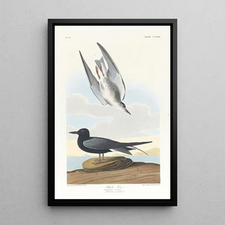 John James Audubon - Black tern.webp