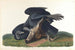 Vautour noir ou corbeau commun - John James Audubon — Ansicht des Kunstwerks