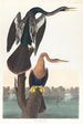 Harle mit schwarzem Bauch - John James Audubon — Ansicht des Kunstwerks