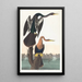 Harle mit schwarzem Bauch - John James Audubon — gerahmtes Bild an der Wand