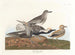 Pluvier à ventre noir - John James Audubon — Ansicht des Kunstwerks
