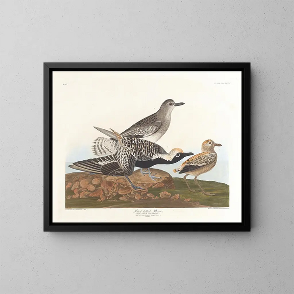 Pluvier à ventre noir - John James Audubon — gerahmtes Bild an der Wand