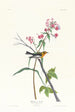 Paruline à gorge noire - John James Audubon — Ansicht des Kunstwerks