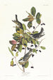 Paruline rayée - John James Audubon — Ansicht des Kunstwerks