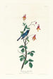 Paruline à gorge bleue - John James Audubon — Ansicht des Kunstwerks