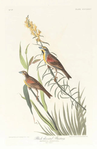 John James Audubon - Blackthroated bunting.webp
