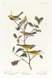 Paruline à gorge noire Paruline de Blackburn Paruline des ruisseaux - John James Audubon — Ansicht des Kunstwerks