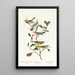Paruline à gorge noire Paruline de Blackburn Paruline des ruisseaux - John James Audubon — gerahmtes Bild an der Wand