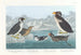 Guillemot à gorge noire, pingouin à bec noueux, pingouin à crête bouclée, guillemot à bec cornu - John James Audubon — Ansicht des Kunstwerks