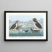 Guillemot à gorge noire, pingouin à bec noueux, pingouin à crête bouclée, guillemot à bec cornu - John James Audubon — gerahmtes Bild an der Wand