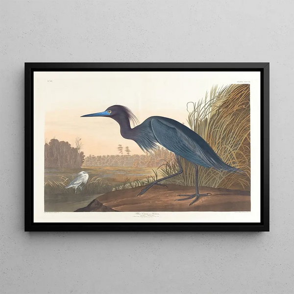 Grue bleue ou héron - John James Audubon — gerahmtes Bild an der Wand