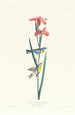 Paruline à dos jaune et bleu - John James Audubon — Ansicht des Kunstwerks