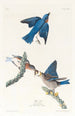 Merlebleu - John James Audubon — gerahmtes Bild an der Wand