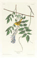 Paruline à yeux bleus - John James Audubon — Ansicht des Kunstwerks