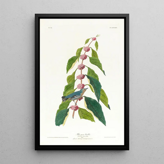 John James Audubon - Bluegreen warbler.webp
