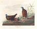 Taube mit blauer Kopf - John James Audubon — Ansicht des Kunstwerks