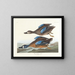 Enten mit blauen Flügeln - John James Audubon — gerahmtes Bild an der Wand