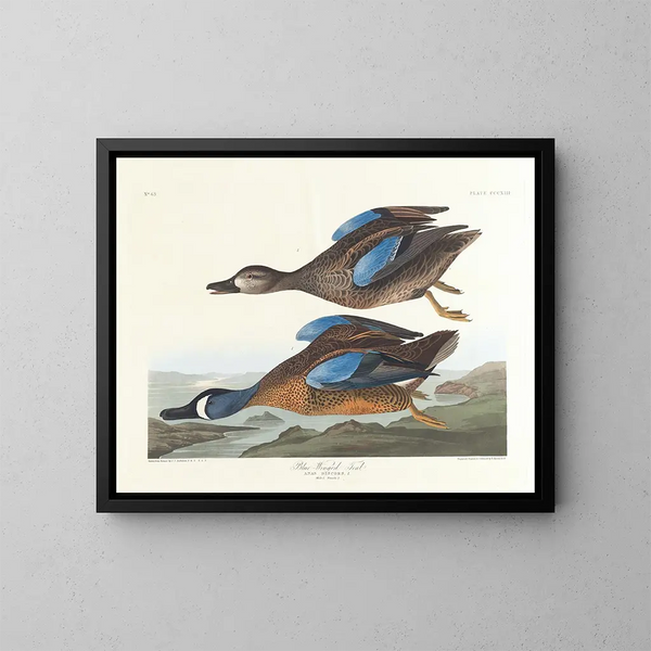 Enten mit blauen Flügeln - John James Audubon — gerahmtes Bild an der Wand
