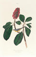Gobemouche de Bonaparte - John James Audubon — Ansicht des Kunstwerks