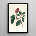 Gobemouche de Bonaparte - John James Audubon — gerahmtes Bild an der Wand