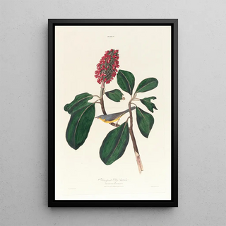 John James Audubon - Bonaparte fly catcher.webp