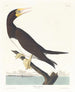 Booby gant - John James Audubon — Ansicht des Kunstwerks
