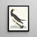 Booby gant - John James Audubon — gerahmtes Bild an der Wand