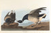 Bernache cravant - John James Audubon — Ansicht des Kunstwerks