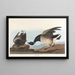 Bernache cravant - John James Audubon — gerahmtes Bild an der Wand