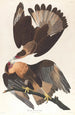 Caracara du Brésil - John James Audubon — Ansicht des Kunstwerks